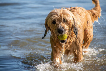 Hund im Wasser mit Ball Sommer 