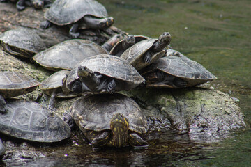 turtles on the rocks