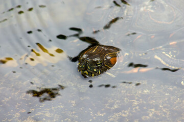 tortoise on the surface