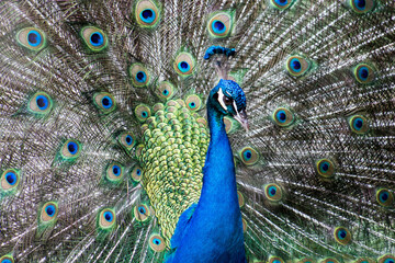 Plakat close up of peacock