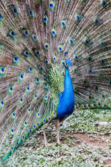 Naklejka premium peacock with feathers out