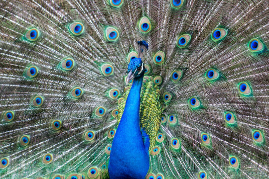 close up of peacock