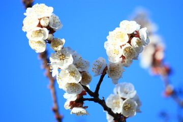 damask tree flowers blooming in spring