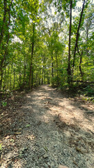 Walking dirt path train in the forest