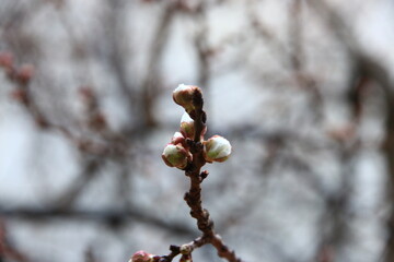 damask tree flowers blooming in spring