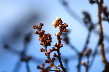 damask tree flowers blooming in spring