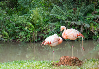 Two flamingos with a nest on the edge of the pond.