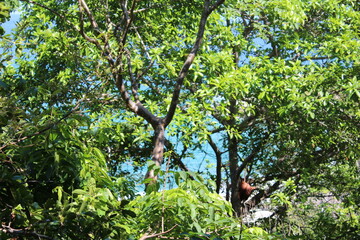 Fototapeta premium trees background the sky. Tayrona park, Santa Marta, Colombia