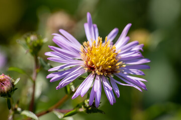 Obraz premium Extreme macro close-up of a flowering New England aster