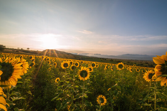 Walk into the suflower field