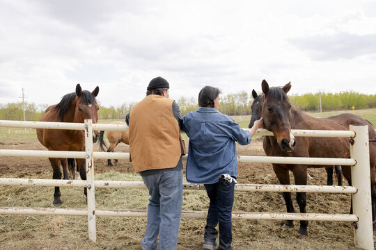 Farmers petting horses at paddock fence on rural farm