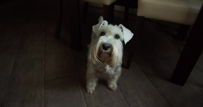 Beauty silver miniature schnauzer terrier dog, white terrier dog. Looking at the owner, to the camera. Cute face, close up. Cozy kitchen lifestyle, real life. POV