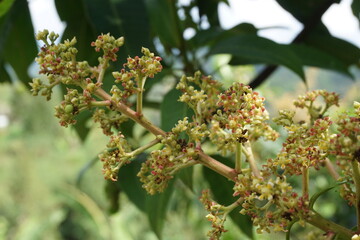 The flower of mango with a natural background