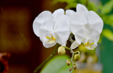 Fototapeta na wymiar Close up of orchid in white color during the rain