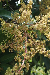 The flower of mango with a natural background