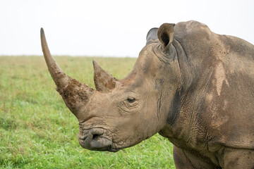 Obraz premium Profile of a large female Southern White Rhinoceros