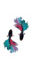 Obraz premium Betta