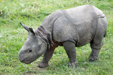 Fototapeta premium Baby Indian Rhinoceros - 3 week old female