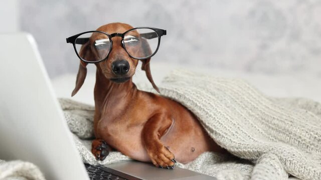 a cute dachshund dog with glasses and a knitted blanket is lying on the bed, working with a laptop. high-quality 4K video recording. High-quality frames in 4k format