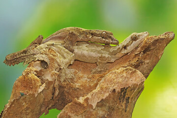 A pair of Kuhl's flying gecko or the common flying gecko is getting ready to mate. This reptile has...