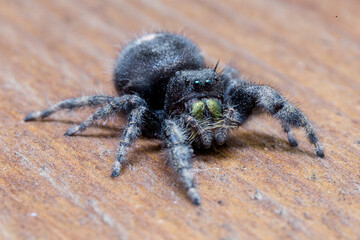 "Old Maid" - Largest bold jumping spider i've ever seen - Nebraska USA