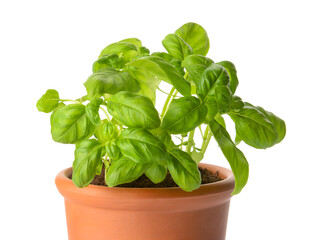 Fresh basil in pot on white background, closeup