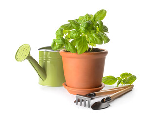 Fresh basil in pot and gardening tools on white background