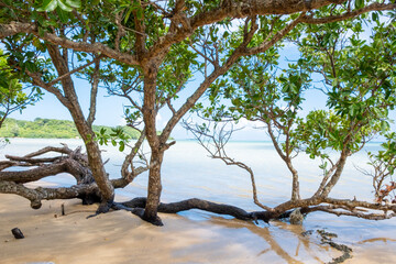 西表島の海と緑