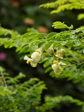 leaves on tree