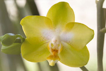 Close-up of yellow orchid