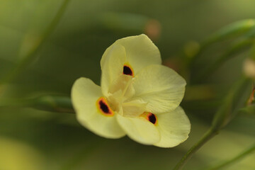 Fototapeta na wymiar Close-up of yellow Dietes bicolor