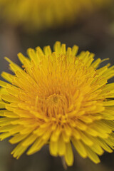 Close-up of yellow flower bud (Taraxacum)