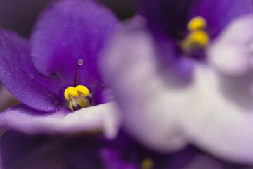 Close-up of purple violets