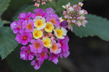 Close-up of pink flower bud (Lantana)