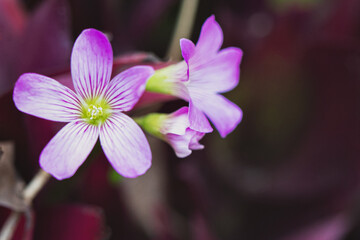 Close-up of pink flower bud (Oxalis)