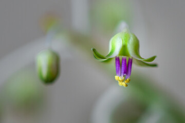 Close-up of little flower bud (Lebebouria socialis)