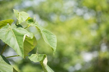 Summer seasonal backgrounds for your design