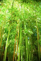 Inside the Bamboo Forest