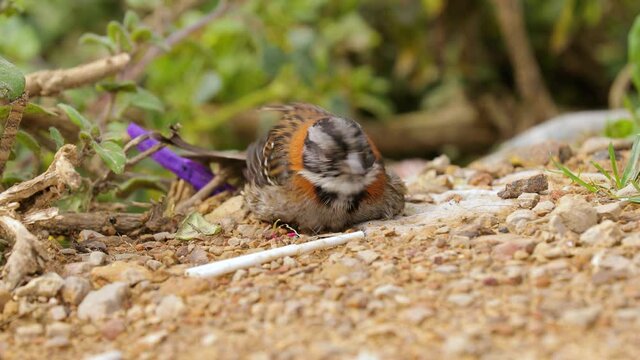 Small bird in the bushes