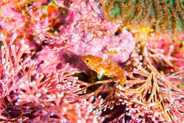 美しい魚　八丈島　熱帯魚　ベラ