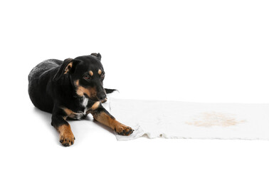 Obraz premium Cute dog near underpad with wet spot on white background