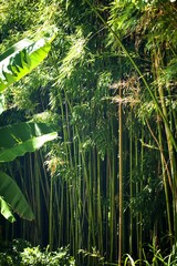 Inside the Bamboo Forest