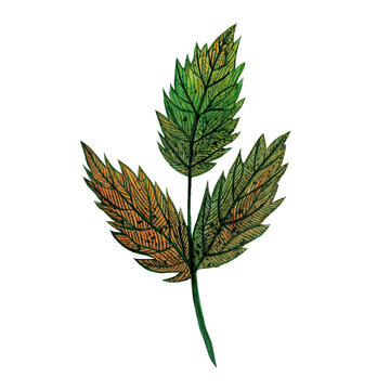 Watercolor leaves of rowan. Hand drawn tree branch isolated on white background. Dry autumn leaves with thin veins. Three leaves on a twig. Botanically colored sketch.