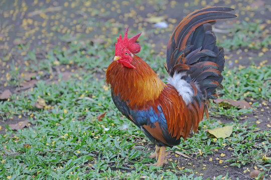 The valor of a rooster with the color of its shiny feathers. 