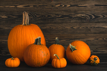 Pumpkin for Thanksgiving Day or October fest. A lot of Pumpkins on natural wooden background. Autumn decorations. Concept for greeting card. Happy Halloween.