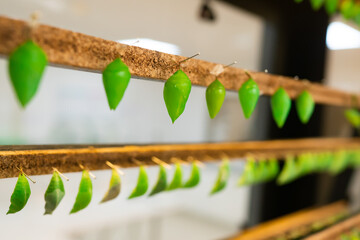 Crisálidas o capullos verdes de mariposas en un vivero o laboratorio científico de biología.