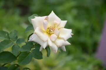 white damask rose flower in garden