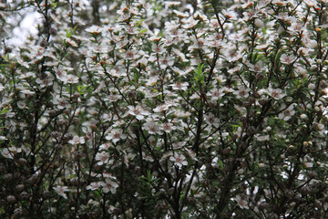 Mānuka flowers, New Zealand
