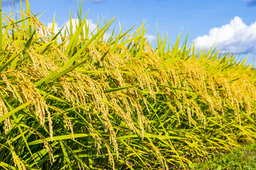 秋の稲穂　秋田県の田園風景　秋晴れ　青空