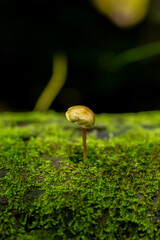 mushroom on the tree